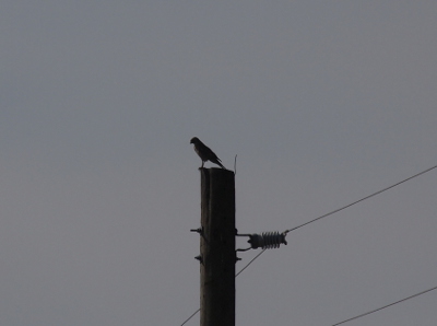 [A hawk is perched facing to the left in the distance atop a utility pole with wires strung  on it. The outlines of the bird and the pole are clearly visible against the much lighter sky. However, the lighting is such that there is very little detail visible.]